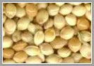 Yellow Millet Seeds